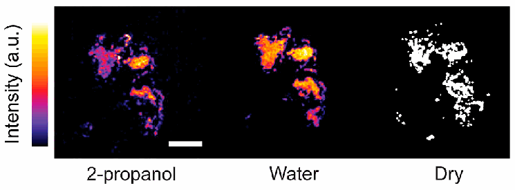 Optically measured polypropylene–glass contacts in two liquids, compared with a dry contact calculated by TriboSolver. Colour represents fluorescence intensity, not pressure.