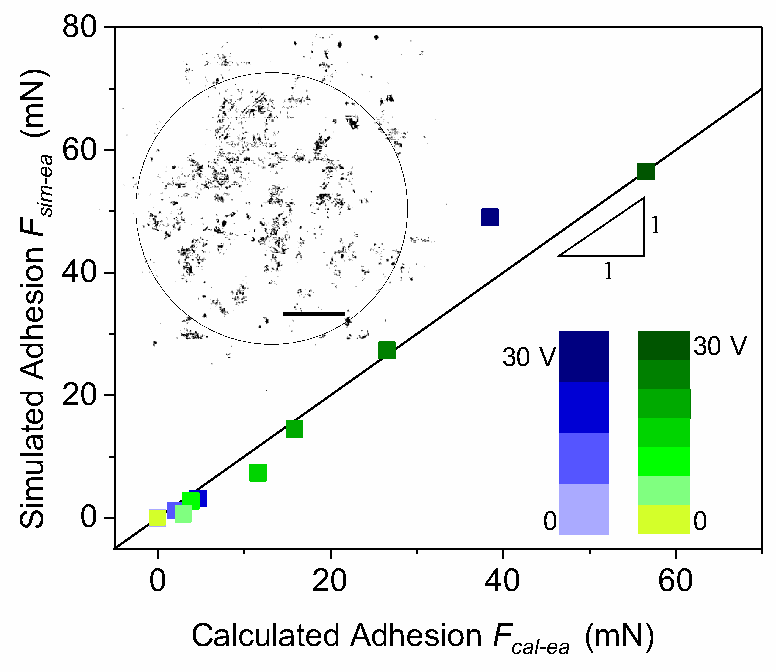 Simulated electroadhesion versus adhesion inferred from friction experiments, both in mN. The inset shows the calculated contact pattern; colours identify applied voltage.