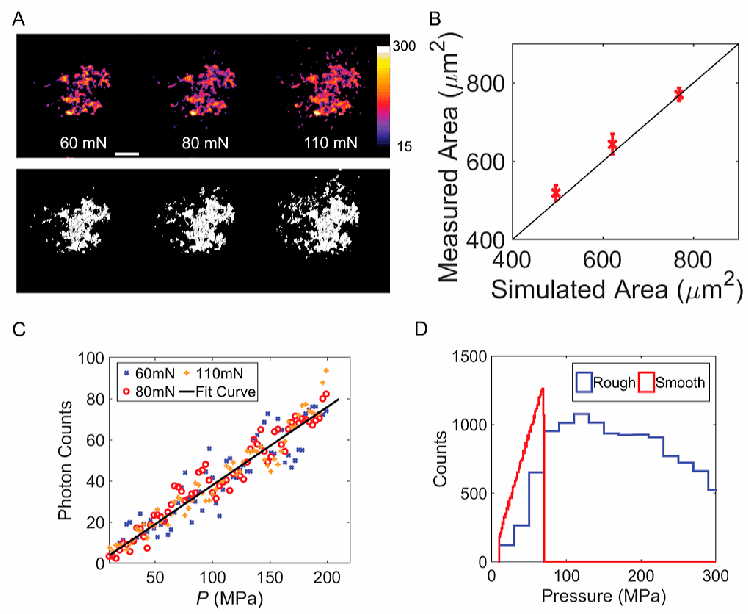 Optical maps and simulated contact areas, followed by pressure–signal calibration and pressure distributions. Area comparison and pressure calibration answer different questions.